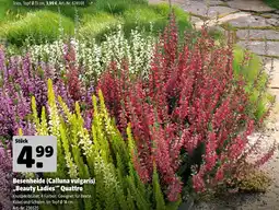 Hagebau Besenheide (calluna vulgaris) „beauty ladies“ quattro Angebot