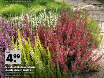 Hagebau Besenheide (calluna vulgaris) „beauty ladies“ quattro Angebot