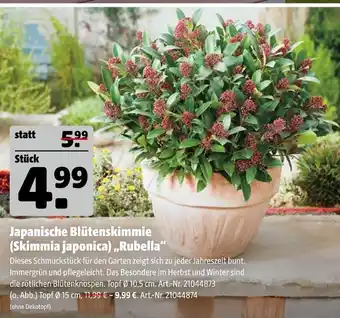 Hagebau Japanische blütenskimmie (skimmia japonica) „rubella“ Angebot