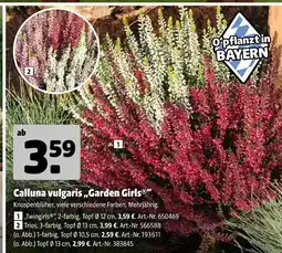 Hagebau Calluna vulgaris 'garden girls' Angebot