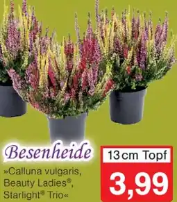 Wiglo Wunderland Besenheide Angebot