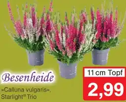 Wiglo Wunderland Besenheide Angebot