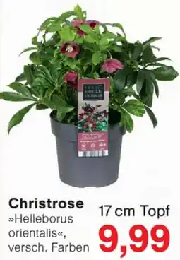Wiglo Wunderland Christrose Angebot