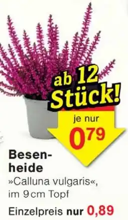 Wiglo Wunderland Besenheide Angebot