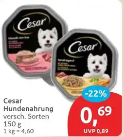 Budni Cesar Hundenahrung Angebot