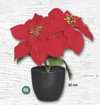 Famila Nord West Poinsettia ca. 32 cm Angebot