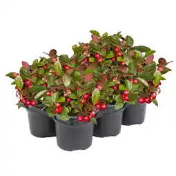 toom Baumarkt toom Scheinbeere 6er-Tray Angebot