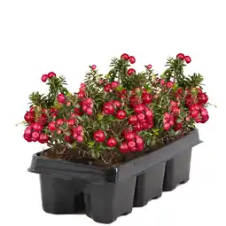 toom Baumarkt toom Scheinbeere 6er-Tray Angebot