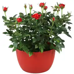 toom Baumarkt Rose in bunter Kunststoffschale, 20 cm Topf Angebot