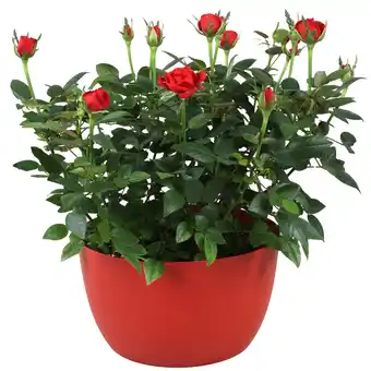 toom Baumarkt Rose in bunter Kunststoffschale, 20 cm Topf Angebot