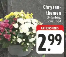Edeka Chrysanthemen Angebot