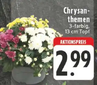 Edeka Chrysanthemen Angebot