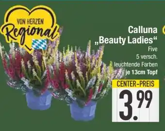 Edeka Calluna Beauty Ladies Angebot