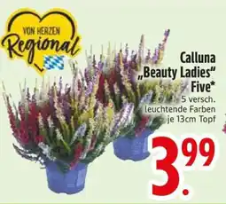 Edeka Calluna 'Beauty Ladies' Five Angebot