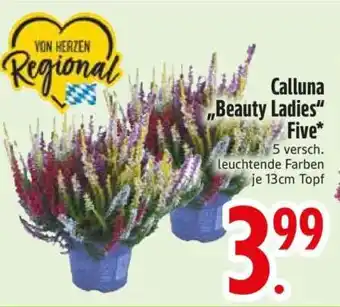 Edeka Calluna 'Beauty Ladies' Five Angebot