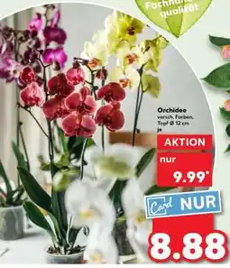 Kaufland Orchidee Angebot
