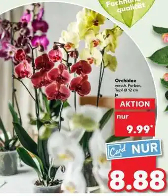 Kaufland Orchidee Angebot