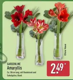 Aldi Nord GARDENLINE Amaryllis Angebot