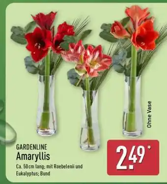 Aldi Nord GARDENLINE Amaryllis Angebot