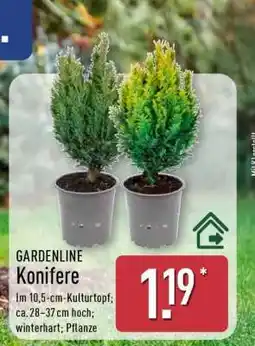 Aldi Nord GARDENLINE Konifere Angebot