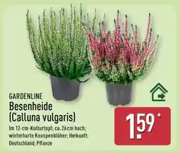 Aldi Nord GARDENLINE Besenheide (Calluna vulgaris) Angebot