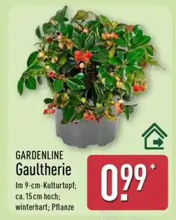 Aldi Nord GARDENLINE Gaultherie Angebot