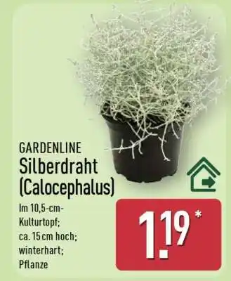 Aldi Nord GARDENLINE Silberdraht (Calocephalus) Angebot