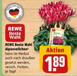 REWE REWE Beste Wahl Alpenveilchen Angebot