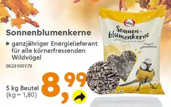 Globus Baumarkt elles Sonnenblumenkerne Angebot