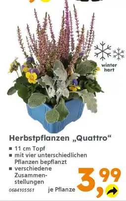 Globus Baumarkt Herbstpflanzen „Quattro" Angebot