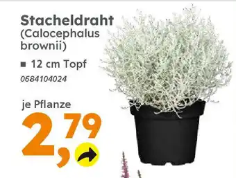 Globus Baumarkt Stacheldraht (Calocephalus brownii) Angebot