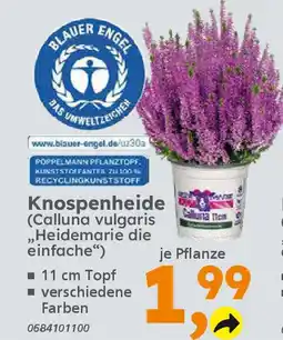 Globus Baumarkt Knospenheide (Calluna vulgaris ,,Heidemarie die einfache") Angebot