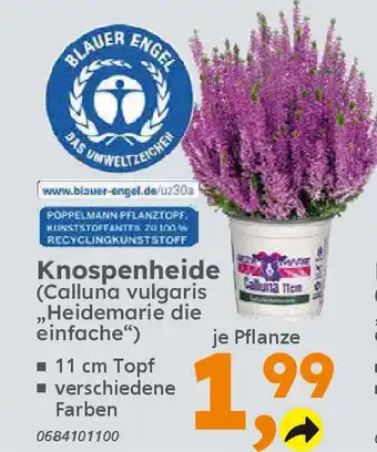 Globus Baumarkt Knospenheide (Calluna vulgaris ,,Heidemarie die einfache") Angebot
