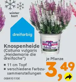 Globus Baumarkt Knospenheide (Calluna vulgaris ,,Heidemarie die dreifache") Angebot