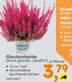 Globus Baumarkt Glockenheide (Erica gracilis,Heidi's") je Pflanze Angebot