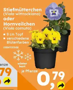 Globus Baumarkt Stiefmütterchen (Viola wittrockiana) oder Hornveilchen (Viola cornuta) Angebot