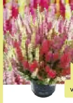 BayWa Beauty Ladies Knospenheide Trio’s Angebot