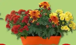 PENNY Chrysanthemen-Kasten Angebot