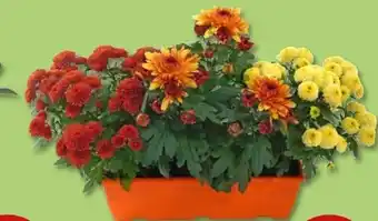 PENNY Chrysanthemen-Kasten Angebot