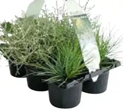 BayWa Herbstpflanzen Silberner Herbst Angebot