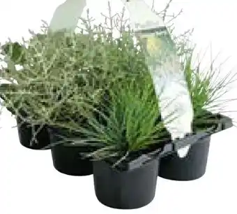BayWa Herbstpflanzen Silberner Herbst Angebot