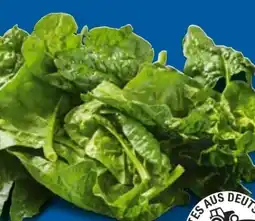 Lidl Spinat Angebot