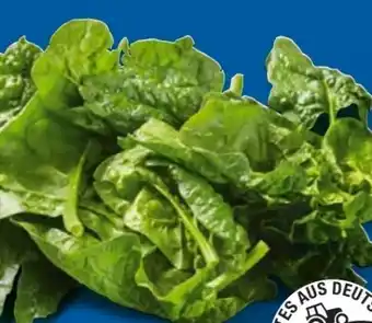 Lidl Spinat Angebot