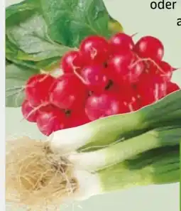 Edeka Xpress Radieschen Angebot