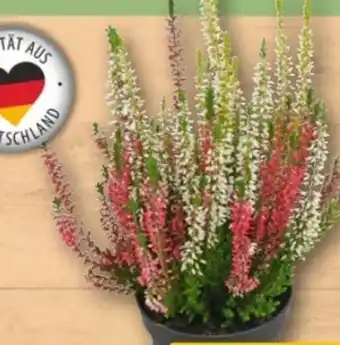 REWE Center Besenheide Trio Angebot