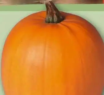 REWE Center Rewe Regional Halloween Kürbis Angebot