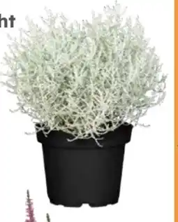 Globus Baumarkt Stacheldraht Angebot