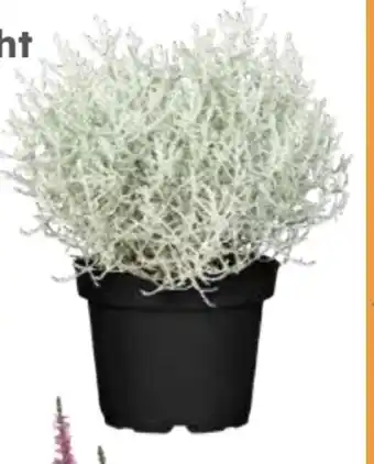 Globus Baumarkt Stacheldraht Angebot