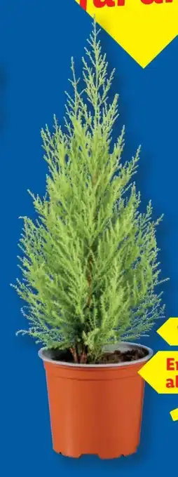Lidl Koniferen Angebot