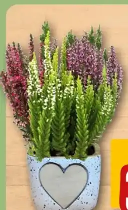 REWE Center Besenheide Love Angebot